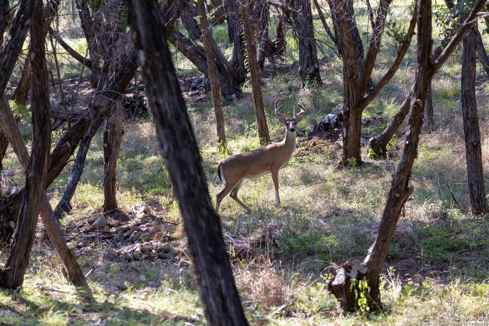 27919 Bogen Road New Braunfels, TX 78132 - Photo 13 of 23 a view of a backyard with a large tree