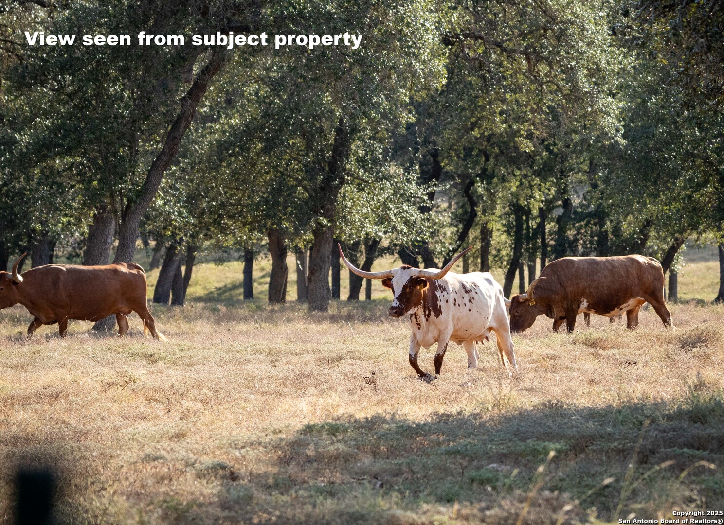 27919 Bogen Road New Braunfels, TX 78132 - Photo 14 of 23 a view of backyard with swimming pool and seating