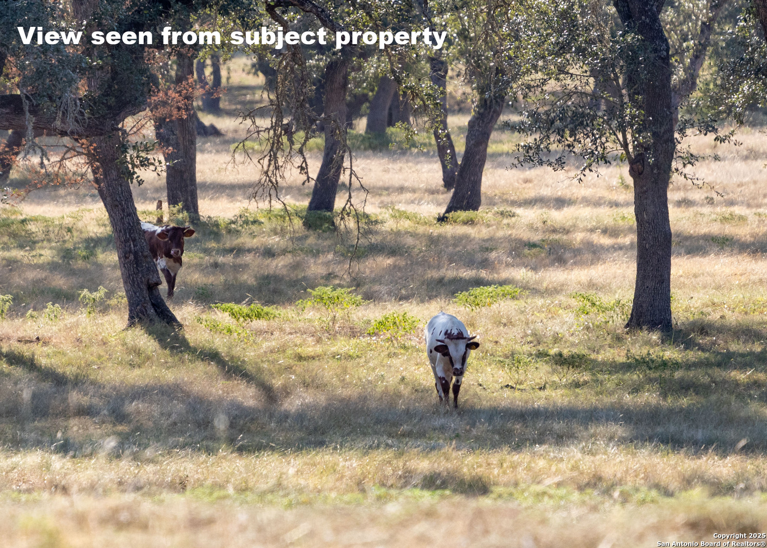 27919 Bogen Road New Braunfels, TX 78132 - Photo 16 of 23 a view of a yard with a tree