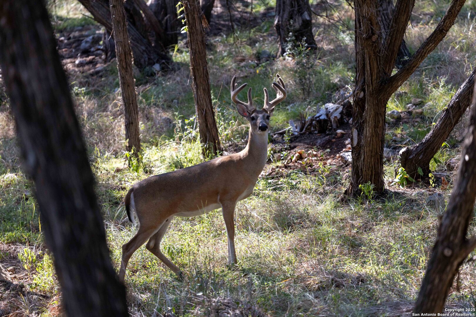 27919 Bogen Road New Braunfels, TX 78132 - Photo 23 of 23 a view of a yard from a balcony