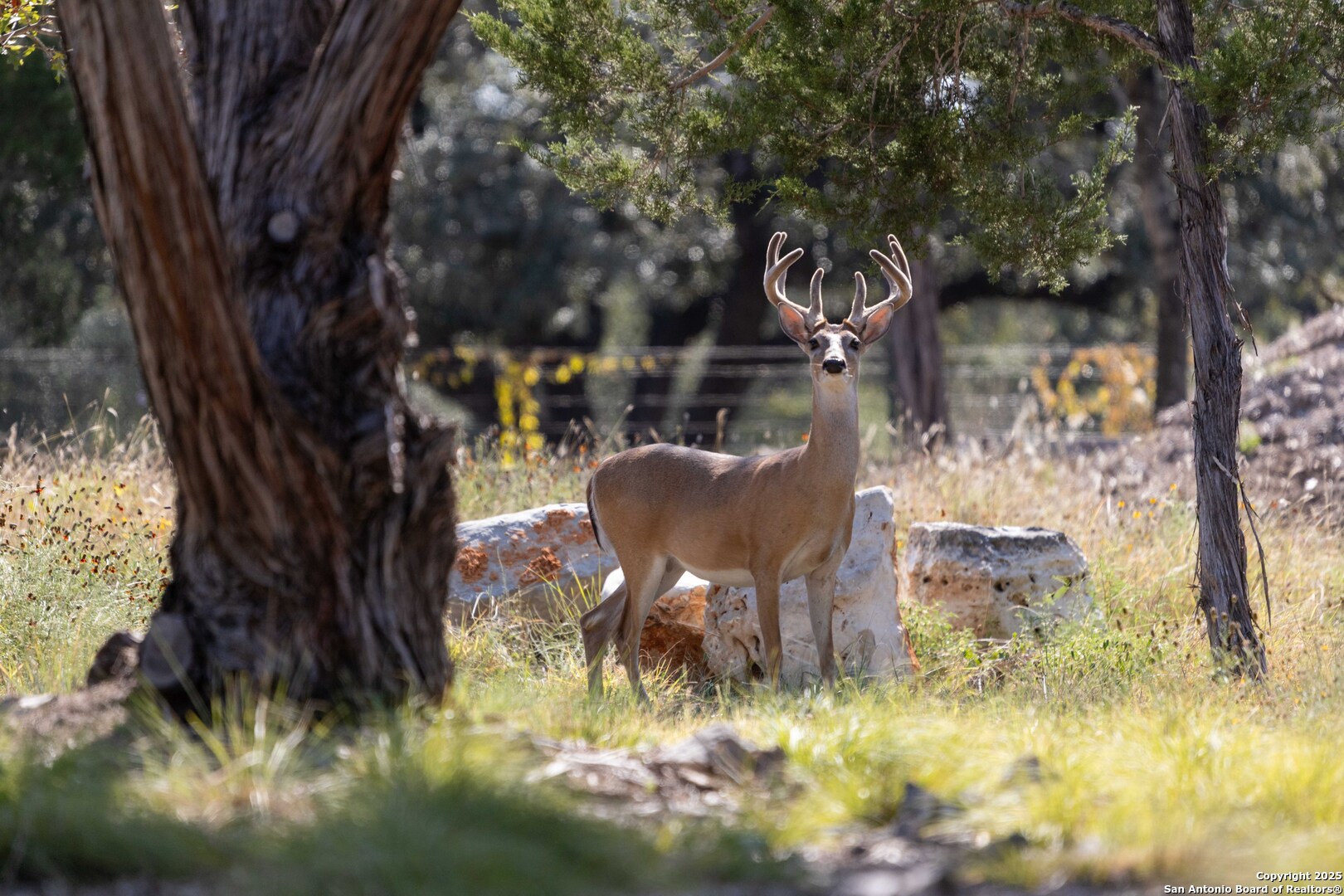 27919 Bogen Road New Braunfels, TX 78132 - Photo 7 of 23 a backyard of a house with table and chairs under an umbrella