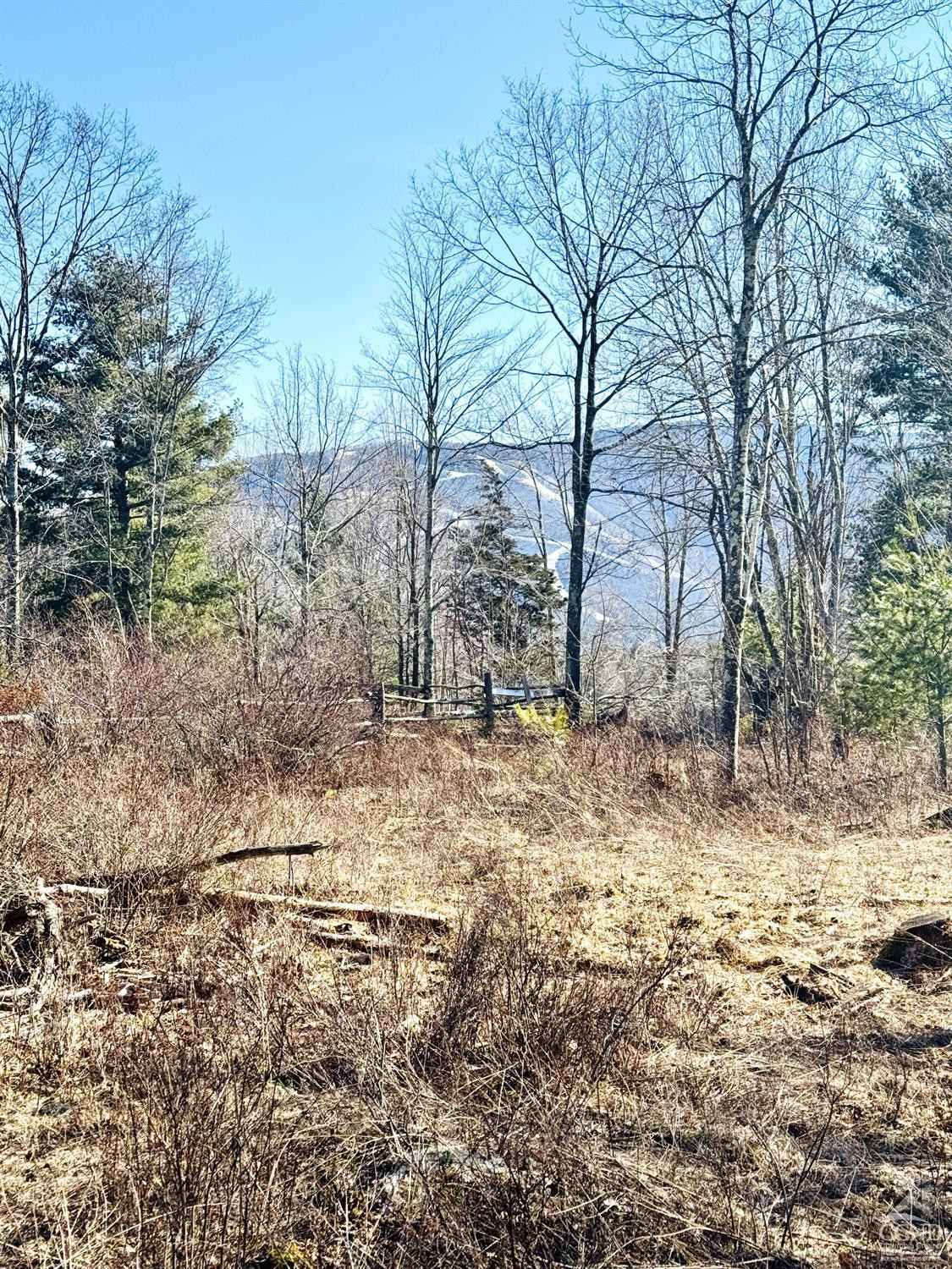 369 Ford Hill Road Hunter, NY 12442 - Photo 16 of 31 a view of a yard with a tree