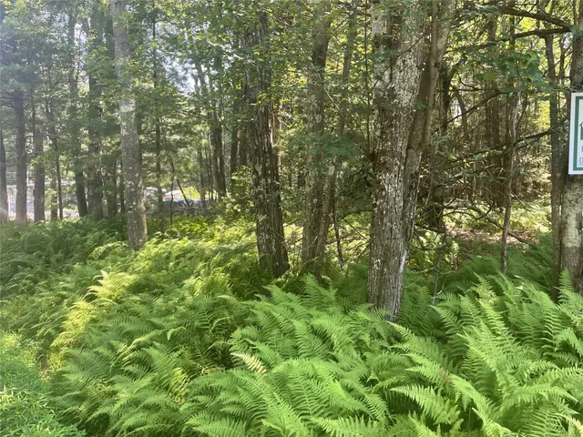 a view of a yard with plants and a tree
