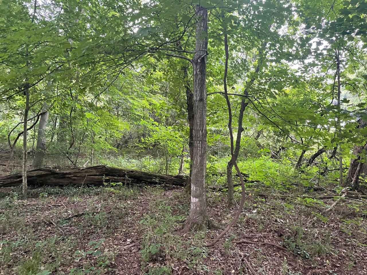 0 Dunbar Cave Road Clarksville, TN 37043 - Photo 1 of 11 a view of outdoor space and garden