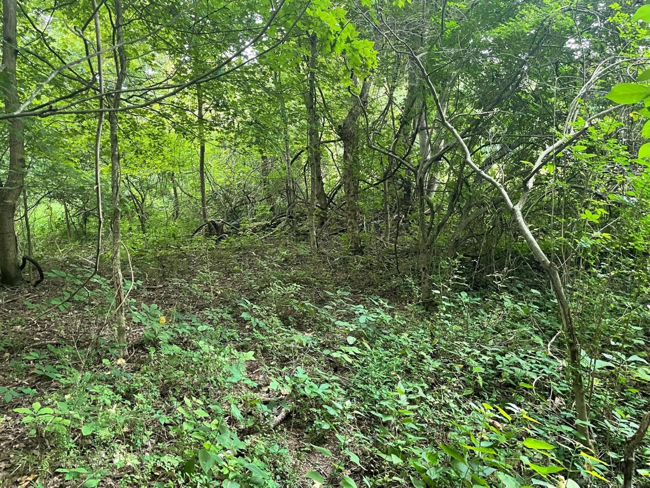 0 Dunbar Cave Road Clarksville, TN 37043 - Photo 2 of 11 a view of a lush green forest
