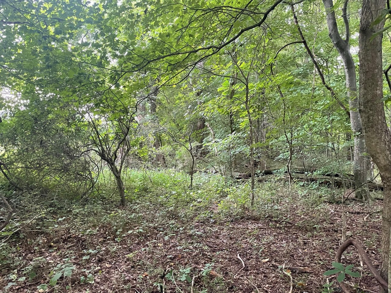 0 Dunbar Cave Road Clarksville, TN 37043 - Photo 4 of 11 a view of a forest with lots of trees