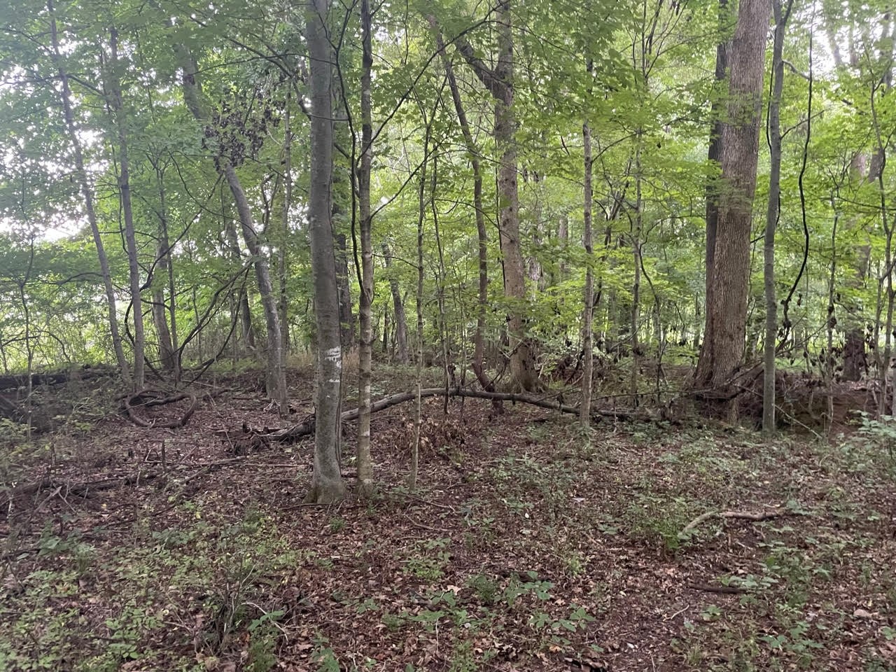 0 Dunbar Cave Road Clarksville, TN 37043 - Photo 5 of 11 a view of a forest with trees in the background