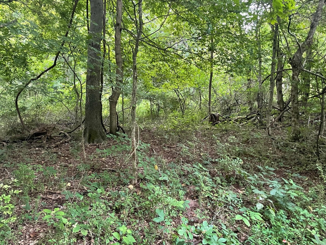 0 Dunbar Cave Road Clarksville, TN 37043 - Photo 6 of 11 a view of a forest with trees in the background