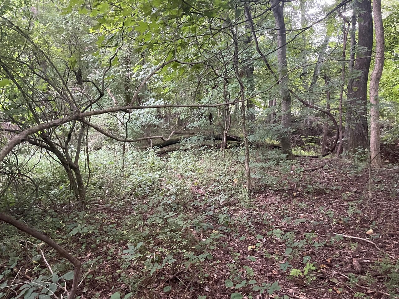 0 Dunbar Cave Road Clarksville, TN 37043 - Photo 8 of 11 a backyard of a house with lots of green space