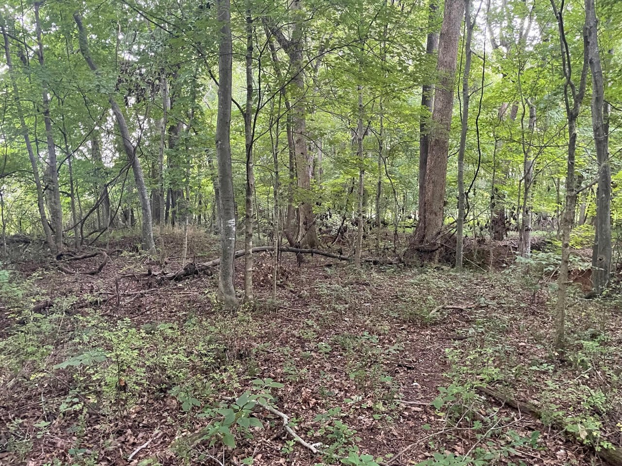 0 Dunbar Cave Road Clarksville, TN 37043 - Photo 9 of 11 a view of outdoor space and green space