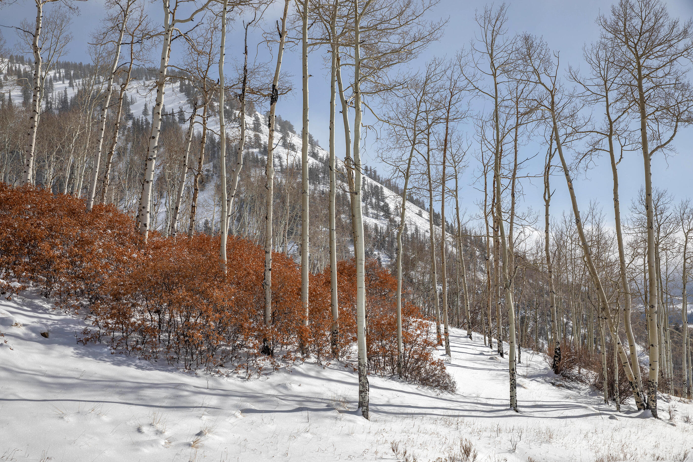 300 Whipple Way Telluride, CO 81435 - Photo 15 of 28 a backyard of a house with lots of green space