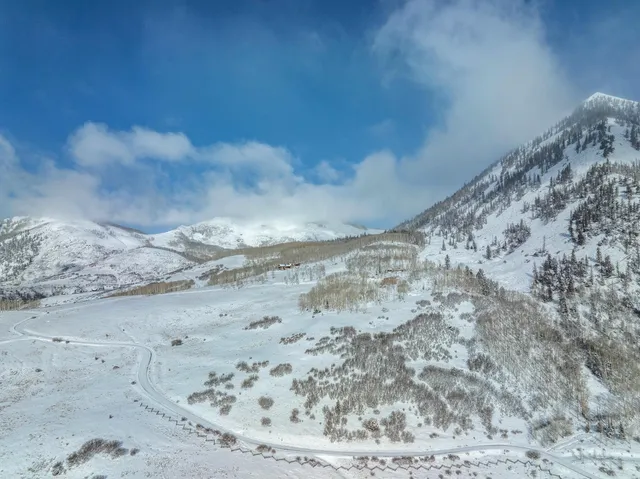 a view of a dry plant with wooden fence