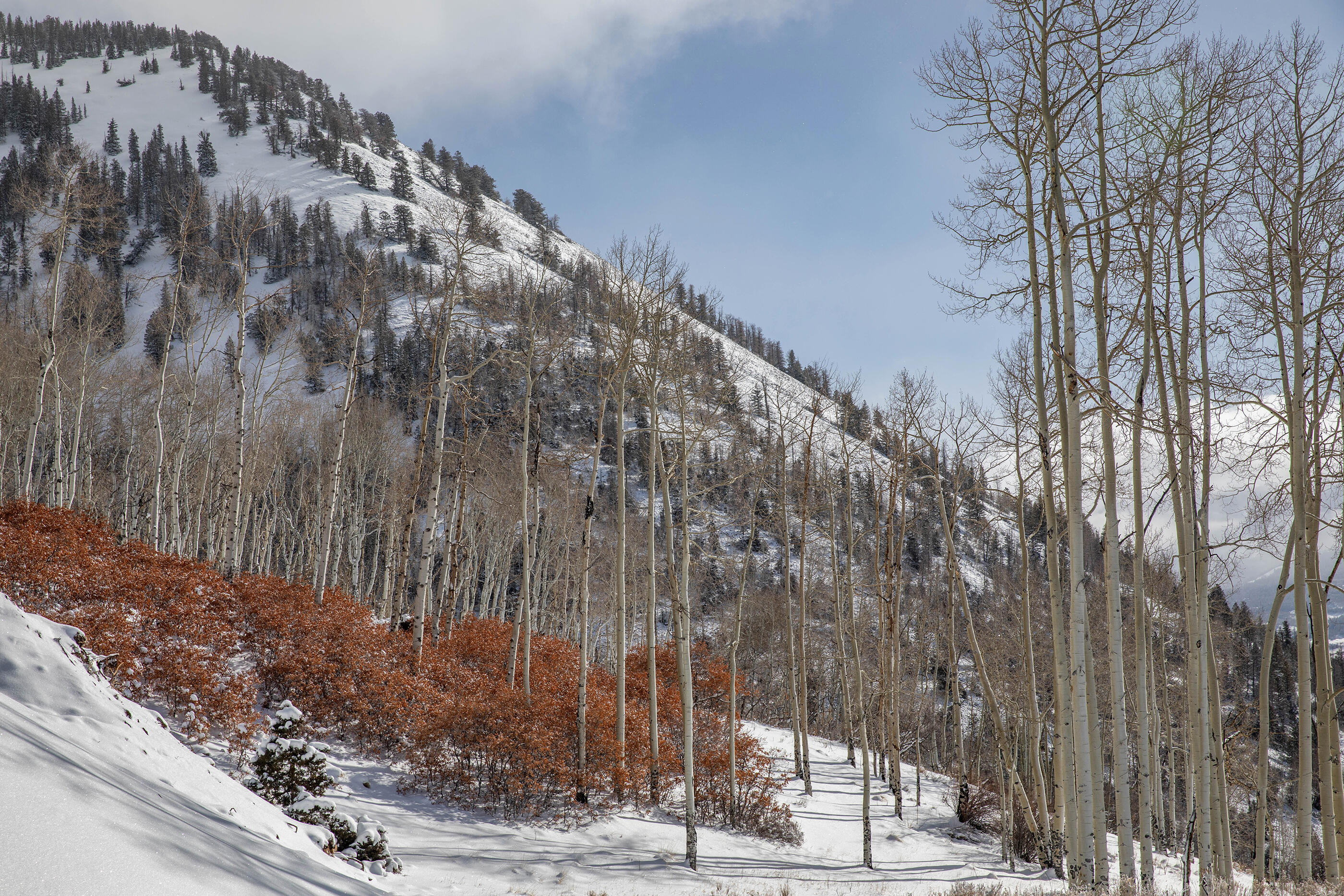 300 Whipple Way Telluride, CO 81435 - Photo 9 of 28 a outside view of a building
