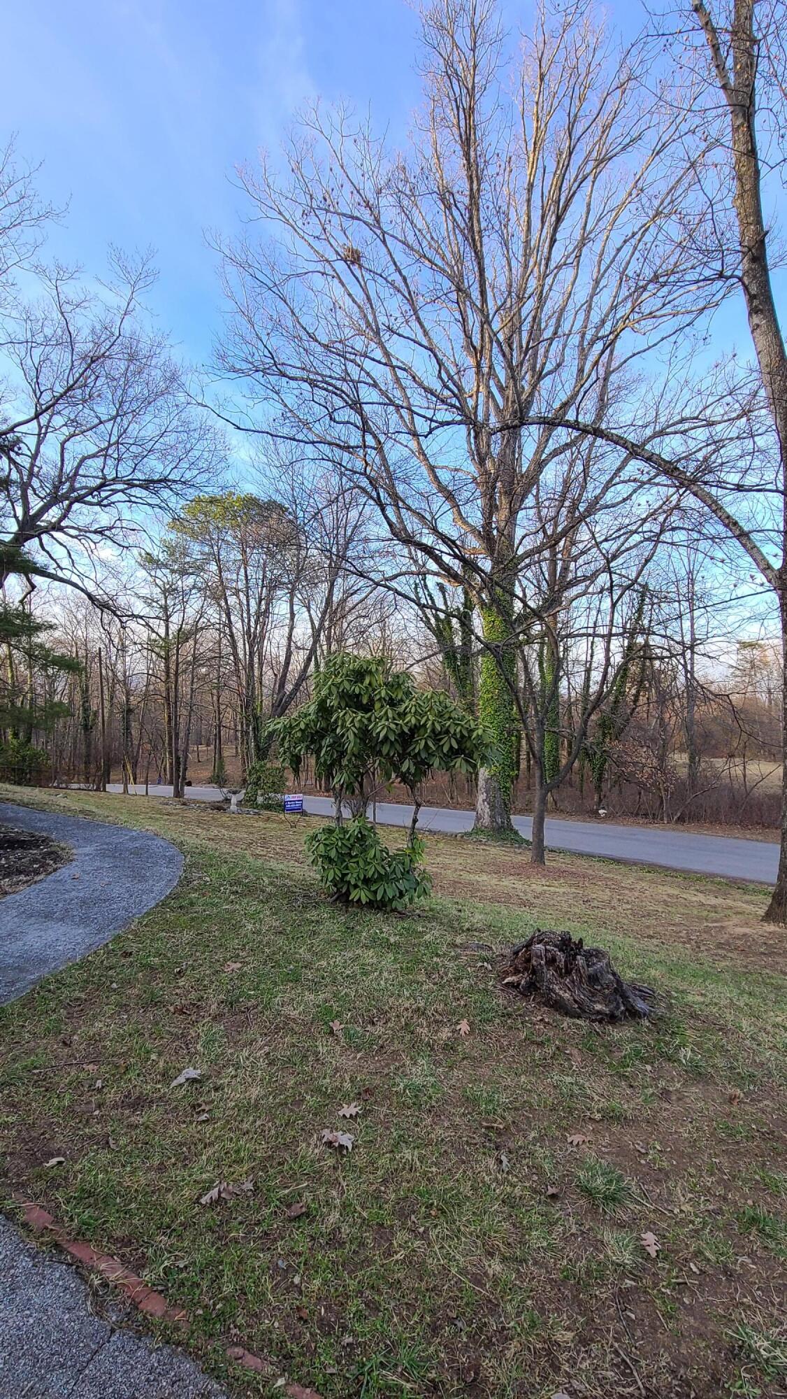 Frontyard.1