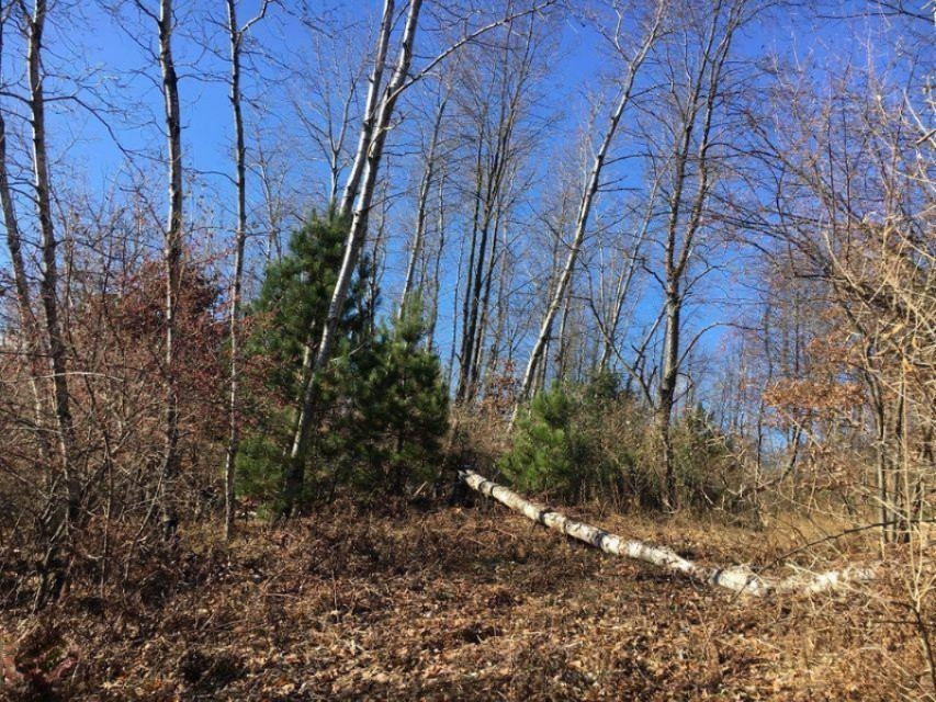 125 West Adams Road Hart, MI 49420 - Photo 8 of 8