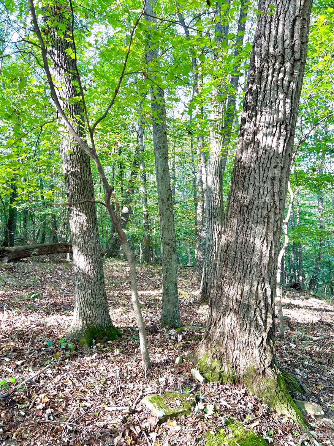 0 South Chenoweth Fork Road Piketon, OH 45661 - Photo 18 of 95