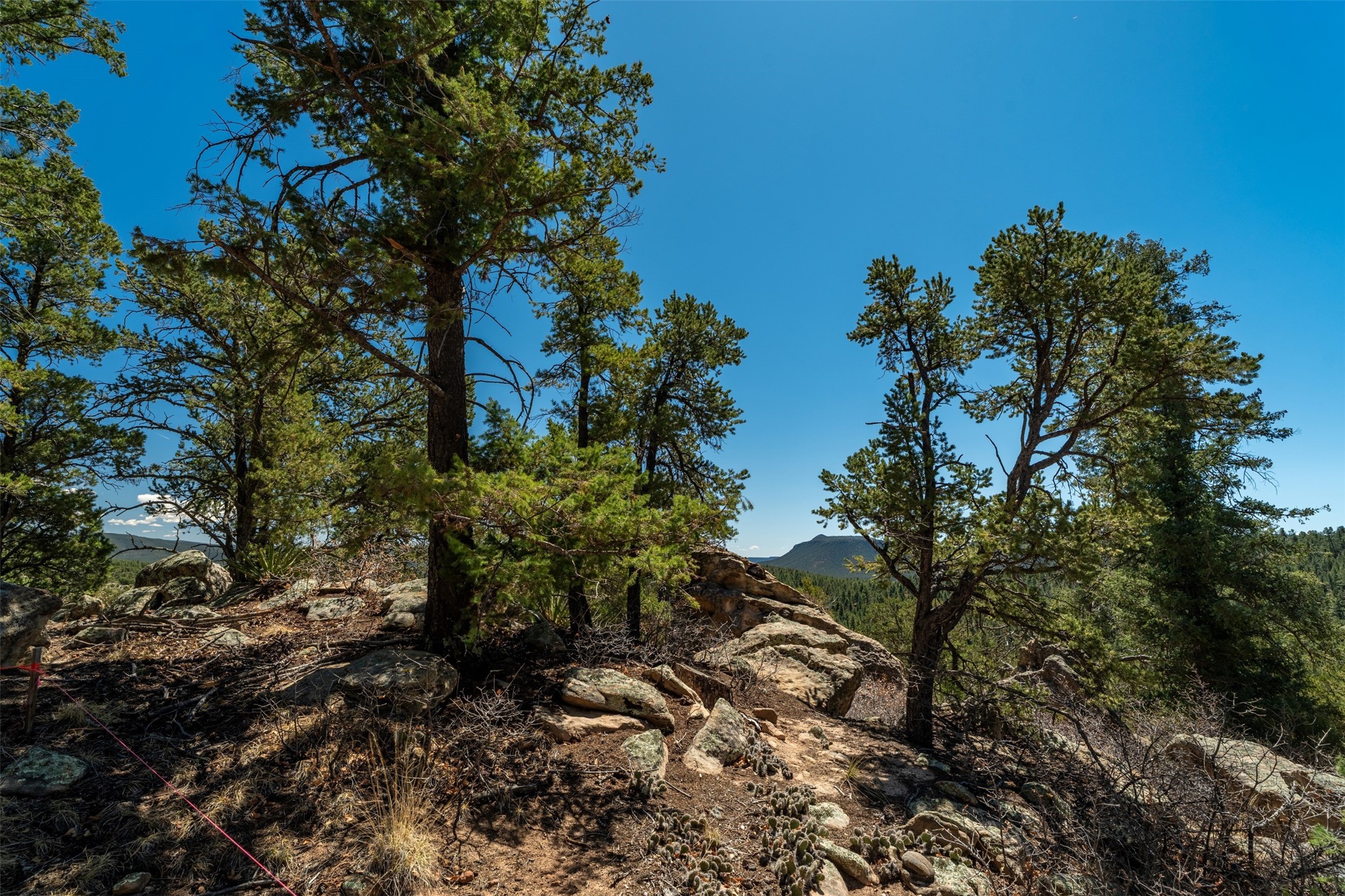 30 Monte La Cueva Road Glorieta, NM 87535 - Photo 20 of 91 Amazing, healthy trees