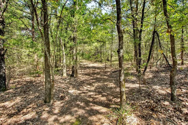 a view of a forest with trees