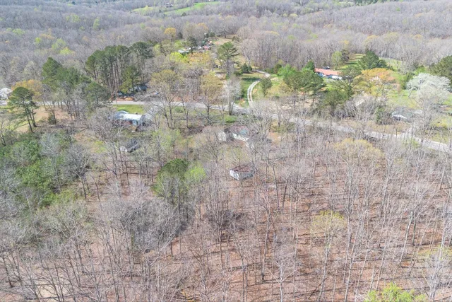 a close up of a plant