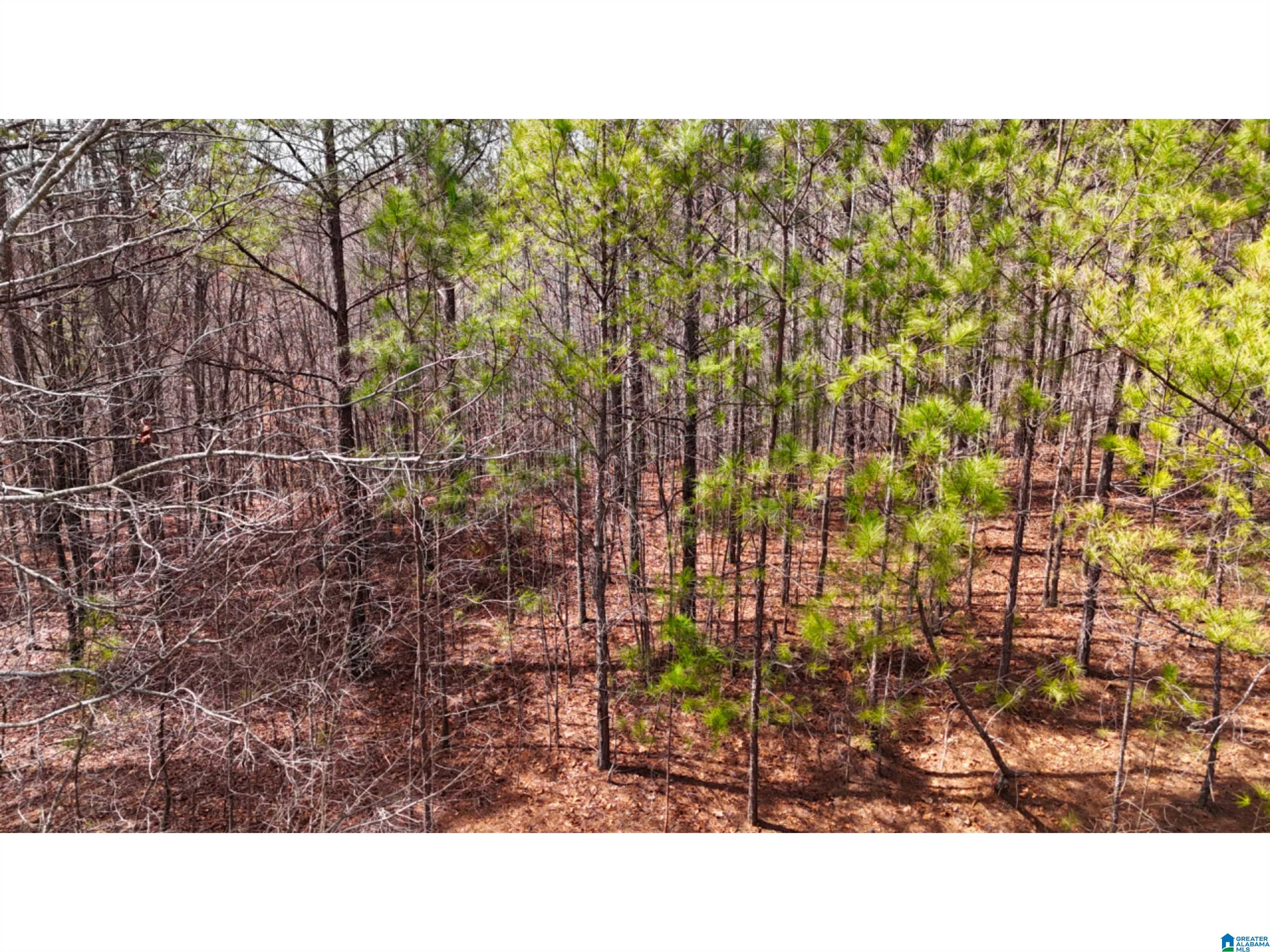 Co Road, Unit 61 Roanoke, AL 36274 - Photo 8 of 8 Gallery Image 8
