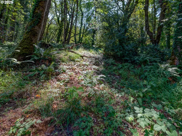 a view of a forest with lots of trees