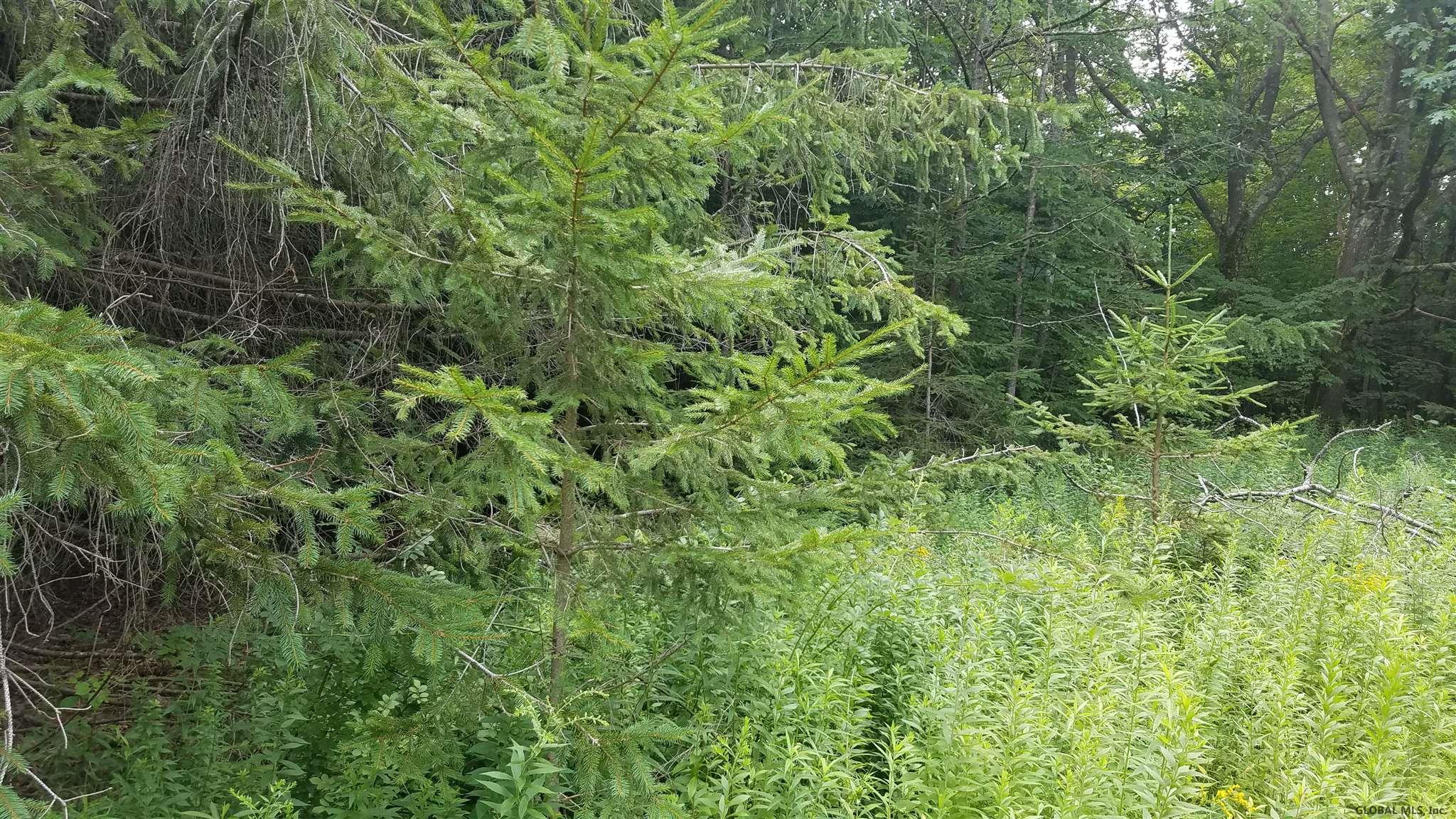 167 Kellie Road Rensselaerville, NY 12120 - Photo 2 of 4 Photo 2