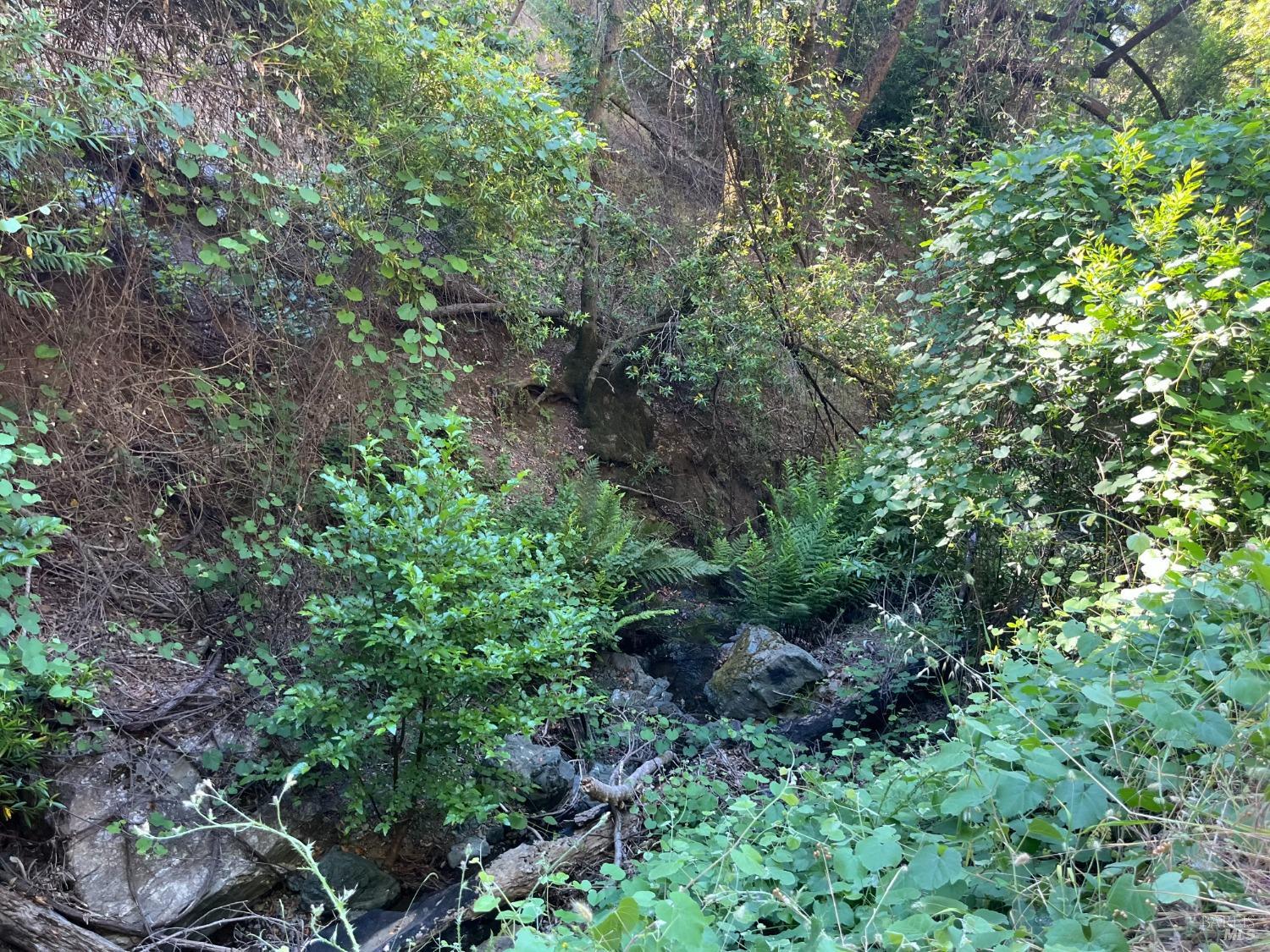 9007-9027 Stewarts Point-Skaggs Springs Road Healdsburg, CA 95448 - Photo 12 of 23 a backyard of a house with lots of green space