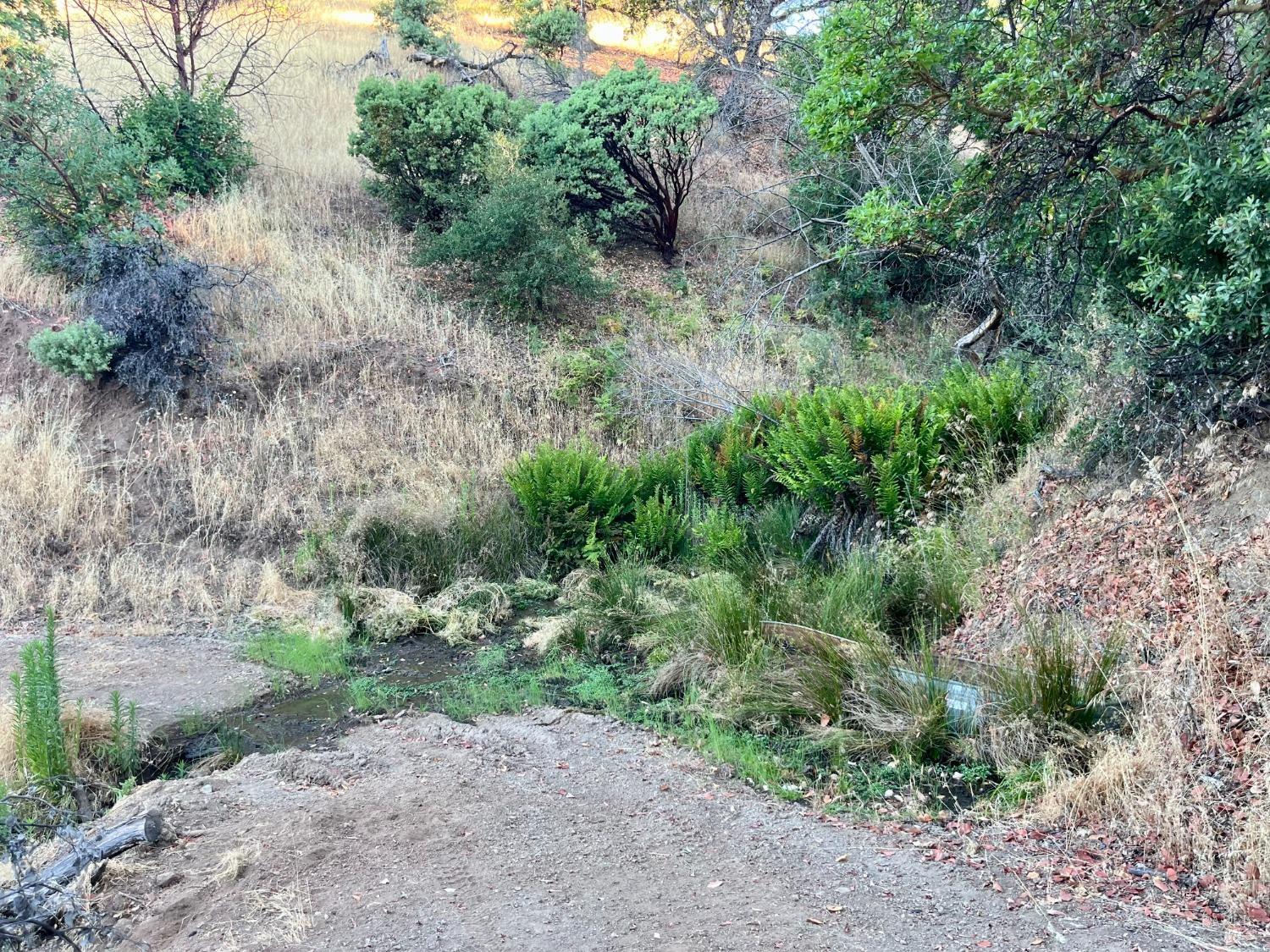 9007-9027 Stewarts Point-Skaggs Springs Road Healdsburg, CA 95448 - Photo 10 of 23 a big yard with lots of green space