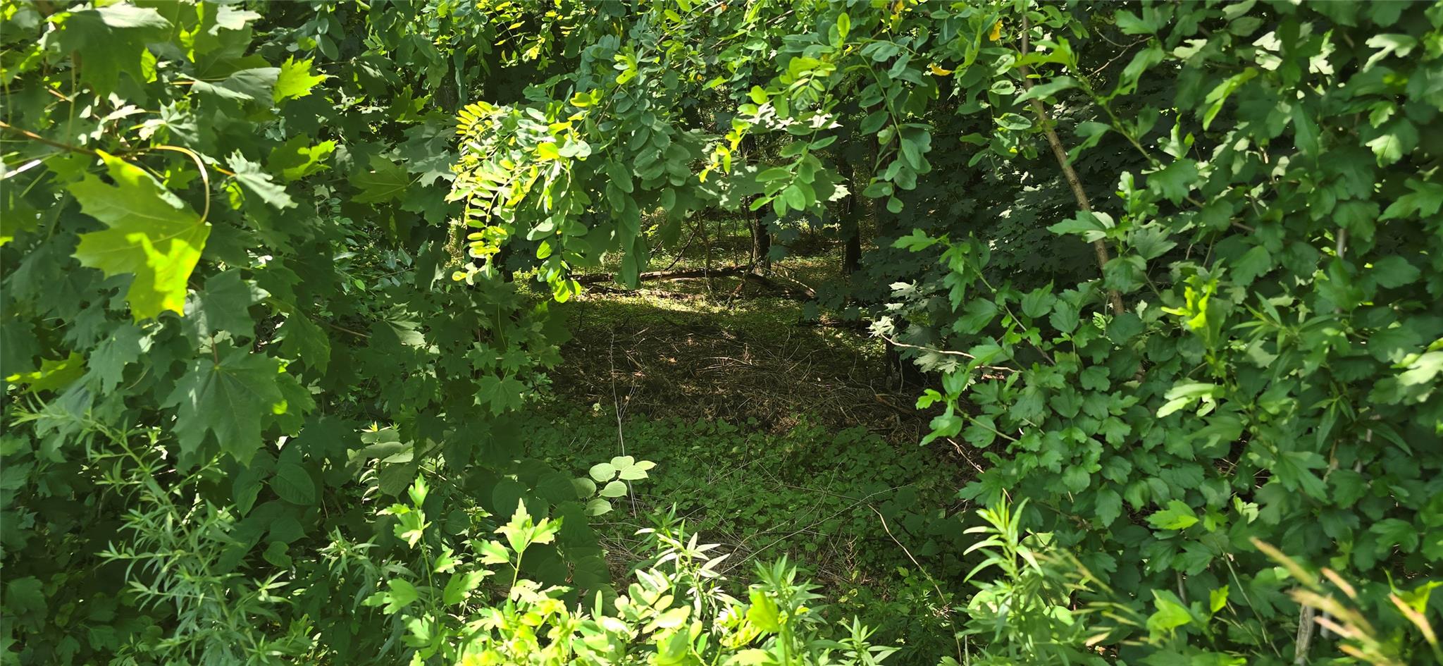 Vl Yaphank-middle Island Road Yaphank, NY 11980 - Photo 3 of 4 a view of a tree