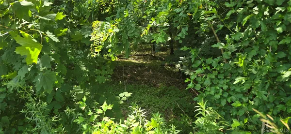 a view of a tree