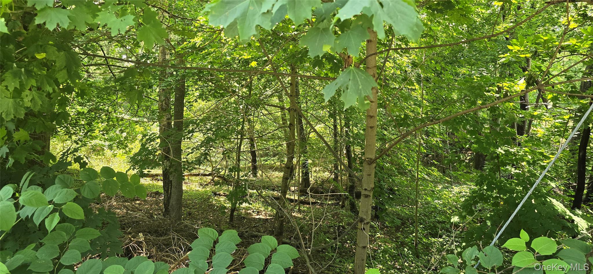 Vl Yaphank-middle Island Road Yaphank, NY 11980 - Photo 4 of 4 a view of a lush green forest