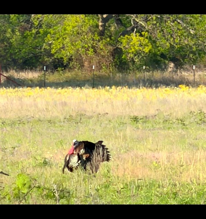 225 County Road 225 Rising Star, TX 76471 - Photo 28 of 36 game cam