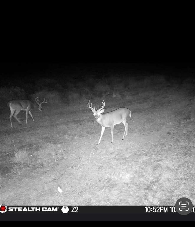 225 County Road 225 Rising Star, TX 76471 - Photo 31 of 36 game cam