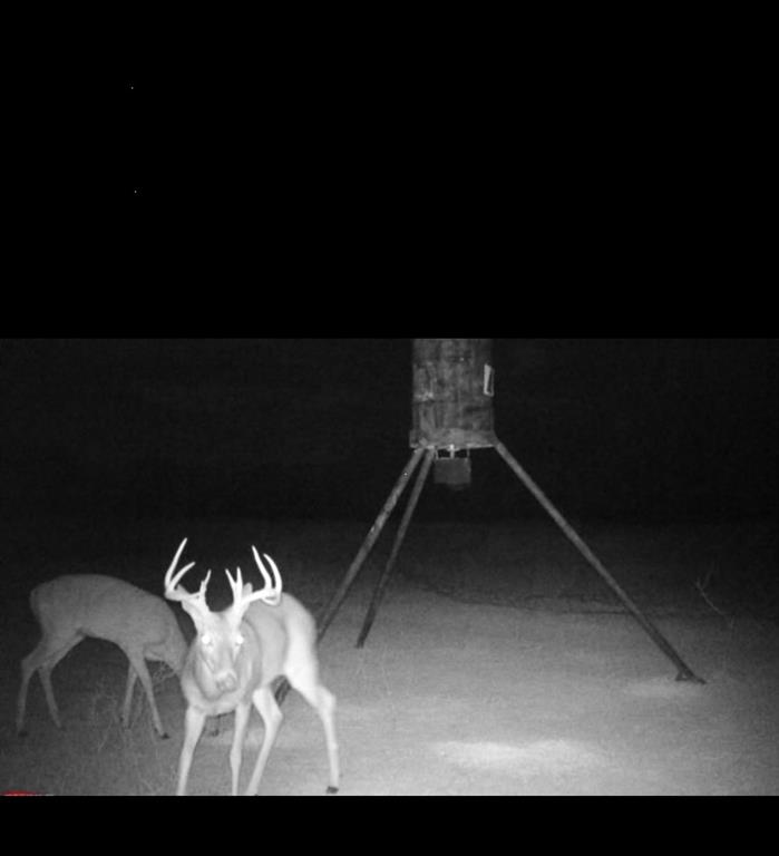 225 County Road 225 Rising Star, TX 76471 - Photo 32 of 36 game cam