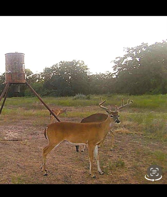 225 County Road 225 Rising Star, TX 76471 - Photo 34 of 36 game cam