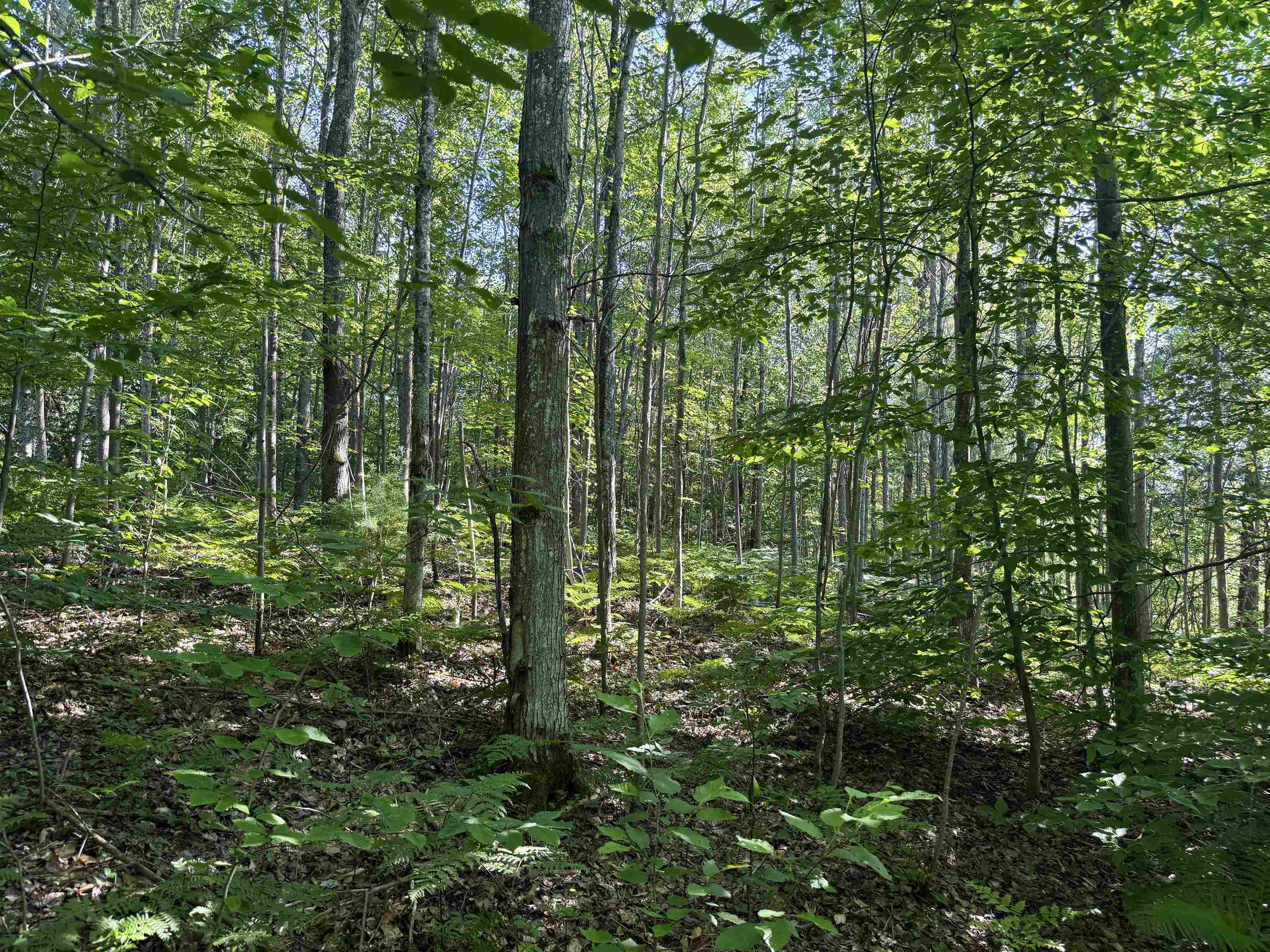 1783 West Sharon Road Fife Lake, MI 49633 - Photo 39 of 71 1947890-867edd3a-49d6-4ca0-8c54-9fd22a537ce5.JPG