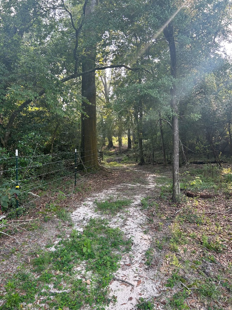 1164 Lake Frankie Road Samson, AL 36477 - Photo 8 of 36