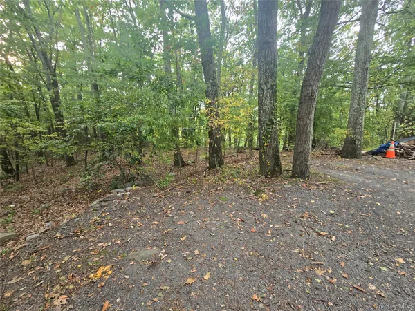 a view of a forest with trees in the background