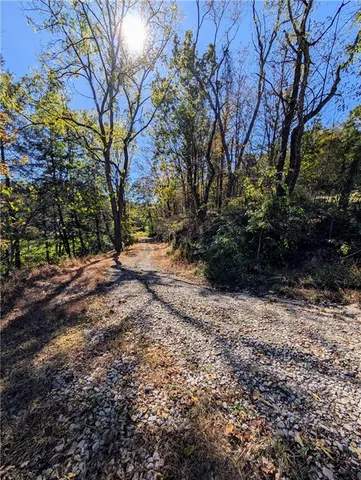 a view of a yard with plants and trees