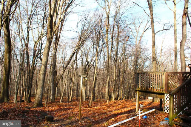 a view of backyard space with large trees