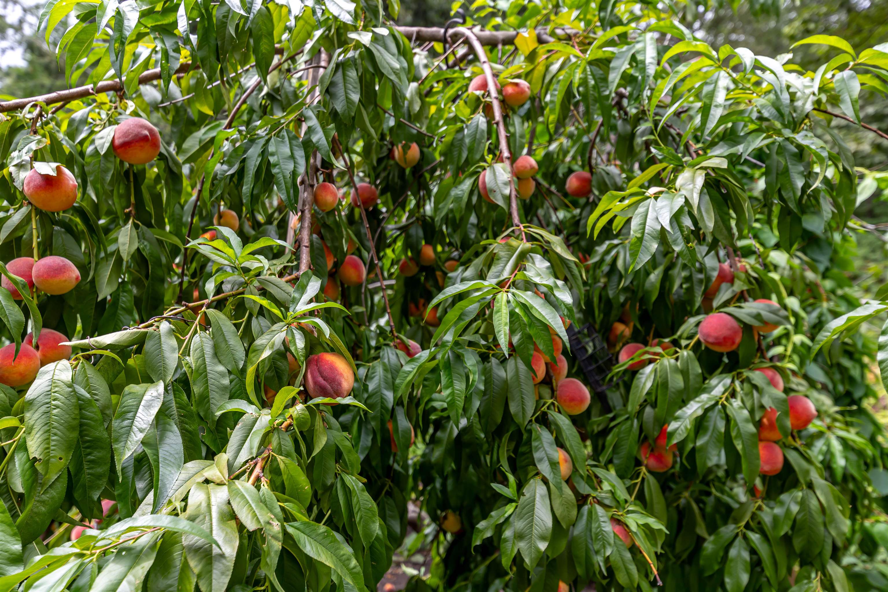 70 Governor Dinsmore Road Windham, NH 03087 - Photo 28 of 35