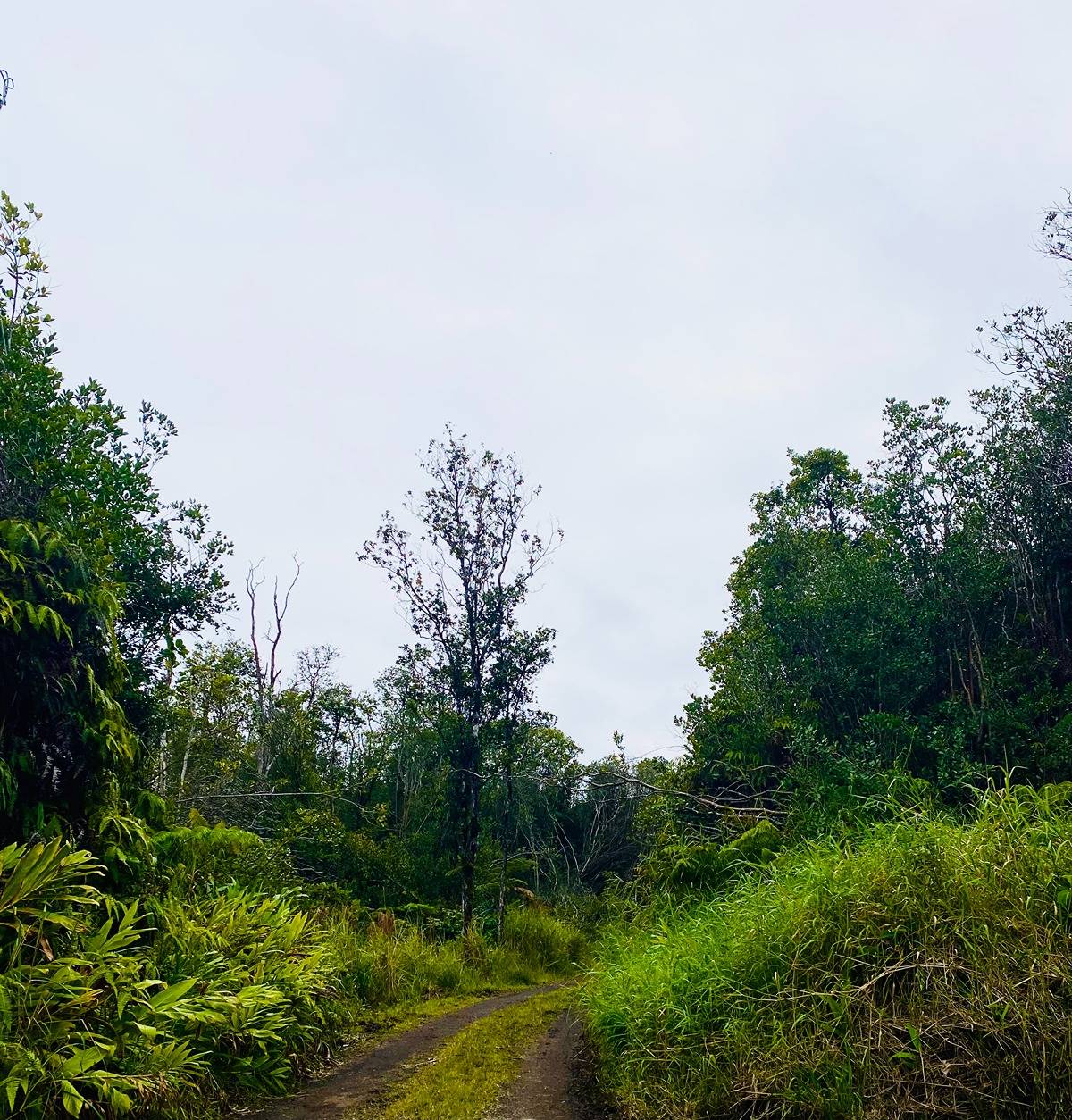 758 Between Roads Mountain View, HI 96771 - Photo 2 of 3 a view of a garden