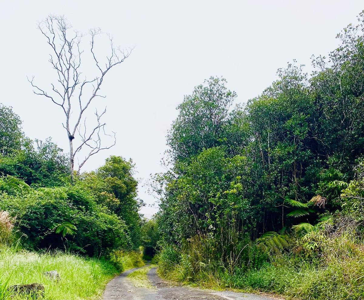 758 Between Roads Mountain View, HI 96771 - Photo 3 of 3 a view of a garden with plants and large trees