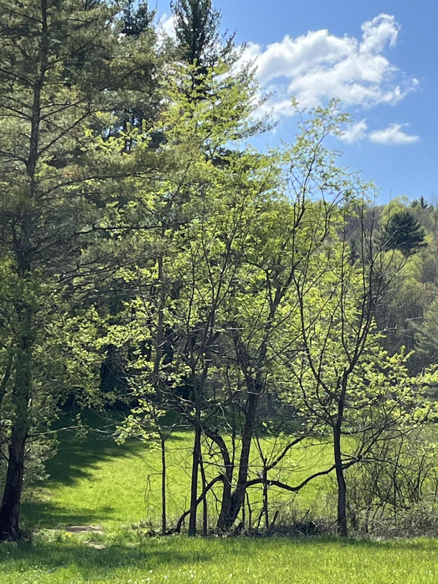 Tbd A Davis Lane Mountain City, TN 37683 - Photo 11 of 12 TBD A Davis Lane 4