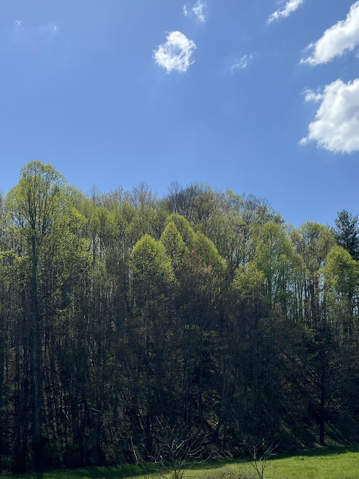 Tbd A Davis Lane Mountain City, TN 37683 - Photo 10 of 12 TBD A Davis Lane 2