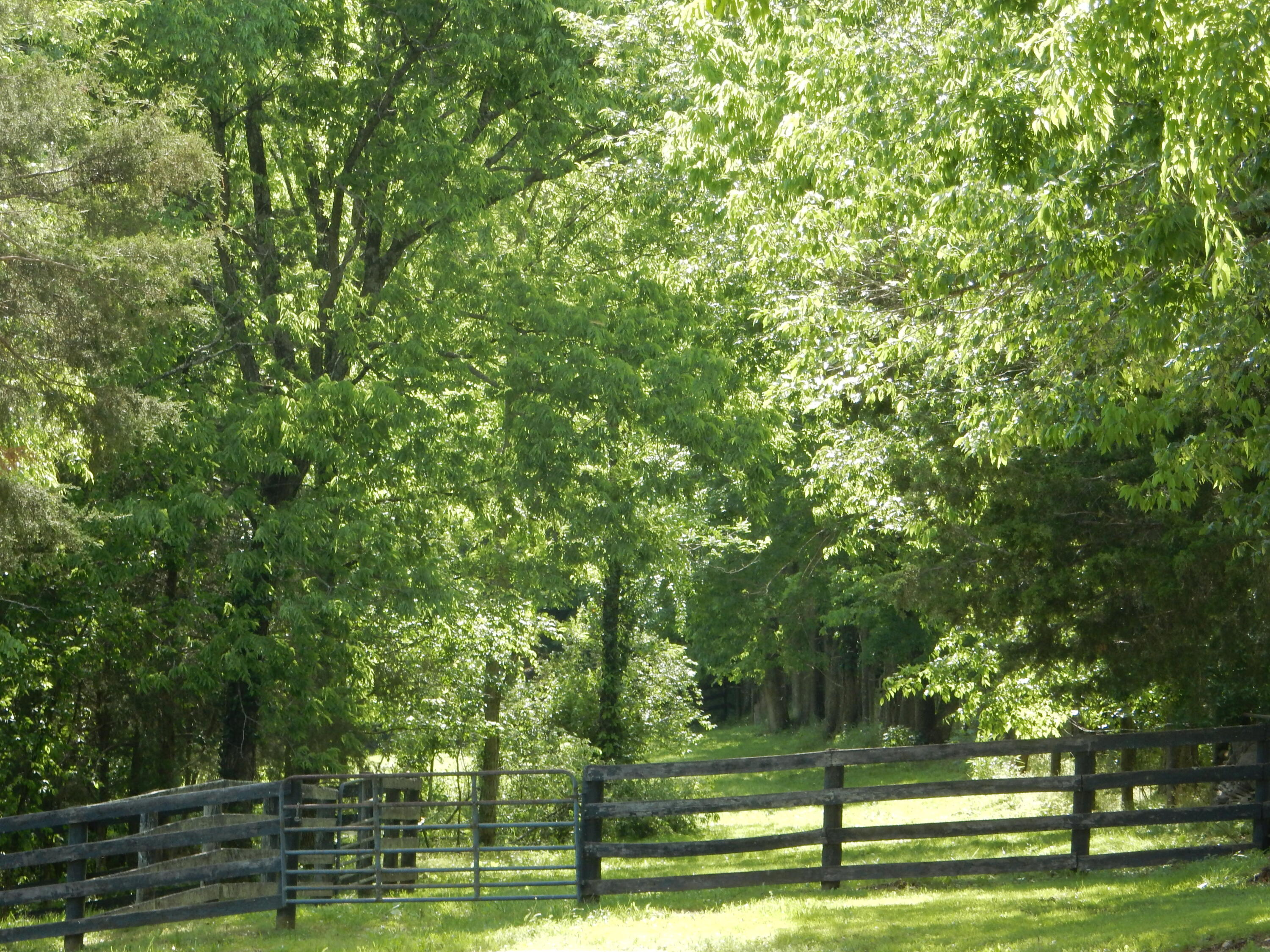 345 Boone Ridge Lane Lexington, KY 40515 - Photo 7 of 84 DSCN5922