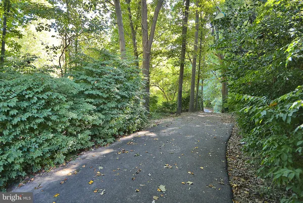 a view of a forest with trees