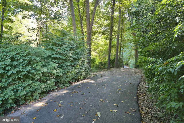 a view of a forest with trees