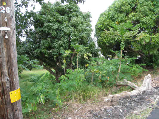 83-5275 Painted Church Road Captain Cook, HI 96704 - Photo 13 of 21 Gallery Image 13