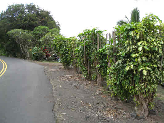 83-5275 Painted Church Road Captain Cook, HI 96704 - Photo 18 of 21 Gallery Image 18